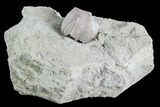 Blastoid (Pentremites) Fossil - Illinois #86467-1